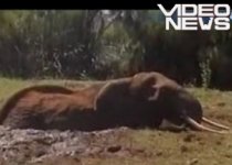 Elefant împotmolit într-o groapă cu noroi, salvat de poliţia din Kenya (VIDEO)