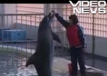Trei delfini din China, aduşi la Delfinariul din Constanţa (VIDEO)