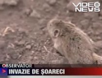 Invazie de şoareci, în sudul României. Rozătoarele au invadat pământurile şi casele oamenilor (VIDEO)