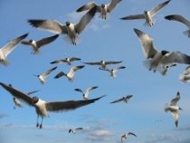 România, dată în judecată de Comisia Europeană pentru că nu protejează păsările sălbatice