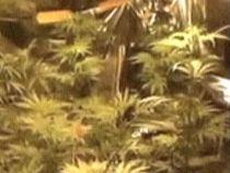 Poliţist cu studii în combaterea traficului de droguri, prins cultivând canabis acasă (VIDEO)