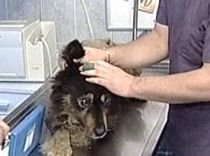 Câinii comunitari, sterilizaţi de veterinari în cadrul unui proiect al Primăriei Capitalei