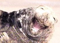 O focă se "prăpădeşte de râs" pe o plajă din Marea Britanie (VIDEO)
