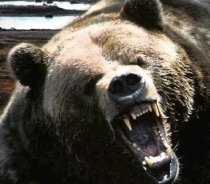 Directorul unui circ din Rusia, omorât de un urs