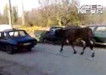 Cum să duci vaca la păscut fără a depune efort: O tragi cu maşina (VIDEO)