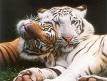 Tigrii vor dispărea peste doar câţiva ani, spun experţii