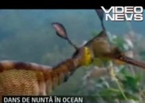 Dansul nupţial al "dragonilor de mare", filmat în apele Australiei (VIDEO)