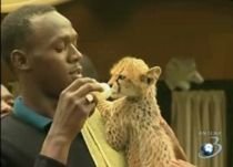 Usain Bolt şi-a luat animal de companie: Un pui de ghepard (VIDEO)