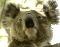 Urşii koala ar putea dispărea în următorii 30 de ani