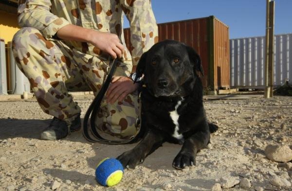 Un câine specializat în depistarea bombelor s-a întors la unitatea militară la 14 luni de la dispariţie 