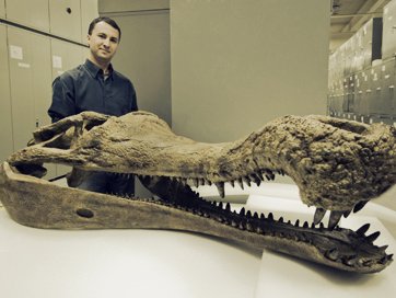 Scheletele fosilizate a cinci specii necunoscute de crocodili, dscoperite în Sahara