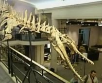 Dinozaur vechi de 100 de milioane de ani, scos la vânzare în Paris