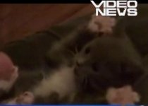 Cea mai drăguţă felină de pe internet: Un pui de pisică imită gesturile stăpânului (VIDEO)