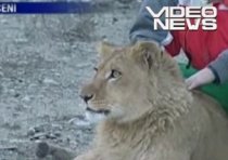 Patru lei crescuţi în captivitate, trimişi în Africa de Sud (VIDEO)