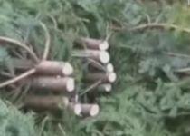 "Masacrul" brazilor: Anchetă în Bistriţa Năsăud, după ce s-au găsit mai mulţi pomi tăiaţi ilegal (VIDEO)