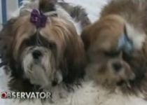 Sute de câini de rasă s-au întrecut într-un concurs de frumuseţe, la Arad (VIDEO)