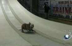 Bulldog pasionat de skateboarding: Imagini cu patrupedul care ştie să îşi ţină echilibrul pe placă (VIDEO)