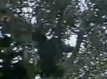 Primele imagini cu gorila Cross River, cel mai rar primat din lume (VIDEO)