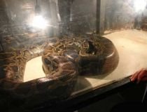 Cea mai mare expoziţie de reptile din Europa de Est s-a deschis la Arad