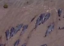 Zeci de balene, salvate de voluntari, în Noua Zeelandă (VIDEO)