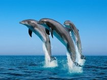 Delfinii sunt atât de inteligenţi încât pot fi trataţi ca ?persoane non-umane?