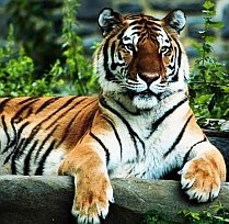 World Wide Fund for Nature:  Mai sunt doar 3200 de tigri pe Terra
