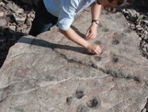 Au fost descoperite cele mai vechi urme fosilizate ale unui animal patruped
