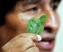 Bolivia produce "Coca Colla", o băutură din frunze de coca