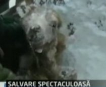 Un pui de cămilă blocat sub zăpadă, salvat în China (VIDEO)
