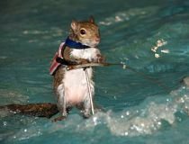 Spectacol cu Twiggy, veveriţa care face schi nautic (VIDEO)
