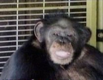 BBC va difuza primul film din lume realizat de cimpanzei