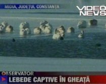 O sută de lebede, captive pe un lac îngheţat din Constanţa (VIDEO)