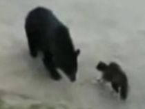Felina războinică. O pisică a pus pe fugă un pui de urs - VIDEO