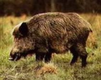Povestea porcului din Brăila: Autorităţile confirmă aventura mistreţului care atacă instituţii