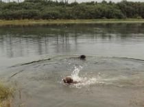 Un câine, salvat din apele râului Mureş după trei zile de încercări (VIDEO)
