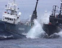 Incident naval. Un vas ecologist s-a ciocnit îl larg cu ambarcaţiunea unor pescari de balene