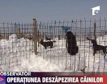 Sute de câini din adăpostul Glina, îngropaţi în zăpadă. Unii nu au supravieţuit