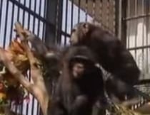Nuntă mare în Egipt: Fericiţii miri, doi cimpanzei (VIDEO)