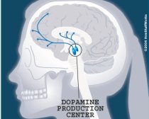 Studiu: Capacitatea de a lua decizii, influenţată de nivelul de dopamină din creier