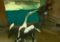 ?Terorizat? în direct: Un prezentator meteo a fost ciupit de un pelican (VIDEO)