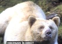 Apollo, ursul blond care poate fi urmărit live în timp ce hibernează (VIDEO)