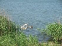 Tânără neidentificată, găsită moartă în Canalul Dunăre - Marea Neagră