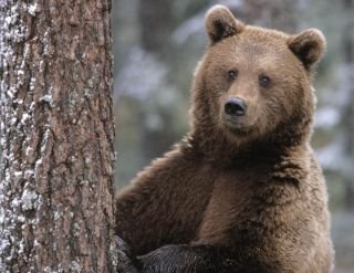 Ursul carpatin a devenit mascota echipei naţionale de rugby a României