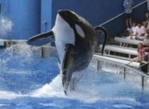 O dresoare de la un parc acvatic din Florida a fost ucisă de o orcă (VIDEO)