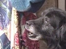 Sentinţă în premieră: Daune de 5.000 euro pentru o româncă muşcată de câine (VIDEO)
