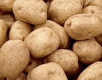 Avem oficial cartofi modificaţi genetic: Consumul lor poate genera rezistenţa la antibiotice