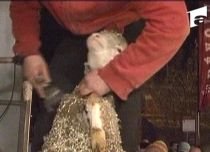 Concurs de tuns oi în Franţa, noua atracţie turistică a Alpilor (VIDEO)