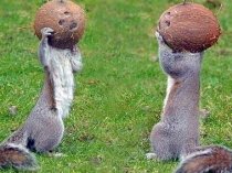 Astro-veveriţele: Imagini amuzante surprinse de un fotograf amator (FOTO)