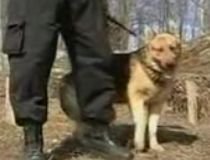 Câine poliţist, scos la licitaţie în Iaşi (VIDEO)