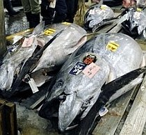 UE a decis să susţină, alături de SUA, interzicerea comerţului internaţional cu ton roşu
